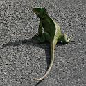 Iguana on the road